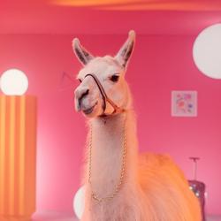 RASA - По приколу